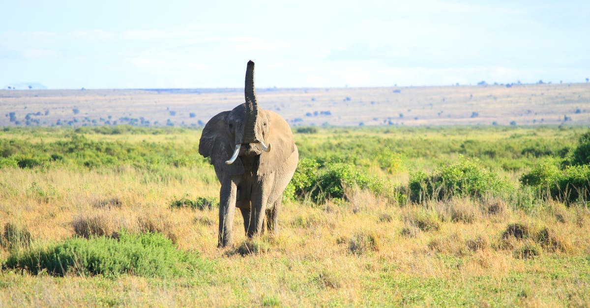 Kenya Safari Turu